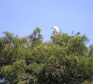 Einheimische Vögel im Park