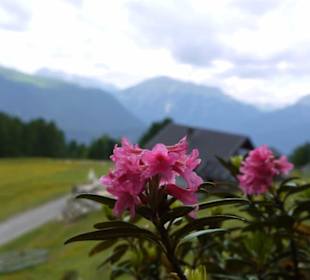Feldringalm Sommer 