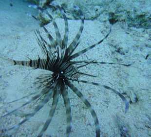 Mir leider noch unbekanntes Unterwasserwesen