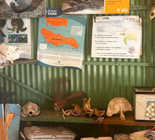 Schildkröten Rettungsstation Isla Saona 