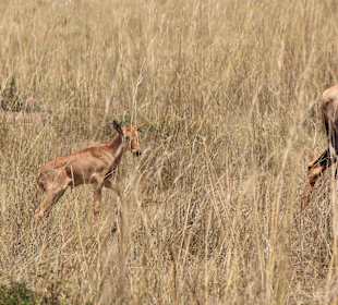 Masai Mara