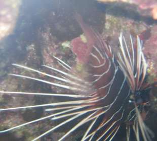 Lion Fisch-giftig aber in Strandnähe