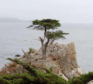 Lonely cypress