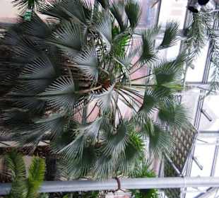 Im Palmenhaus die Schönsten