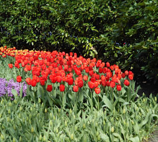 Blumenpracht im Keukenhof