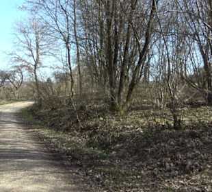 Projekt Bauernwald