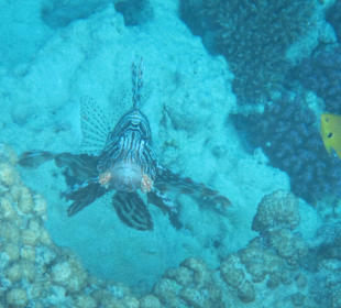 Hausriff Arabia Azur Resort