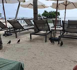 Strand Lamai Beach
