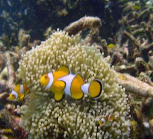 Tauchen bei Racha Island