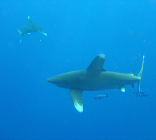 Tauchen am Elfinstone