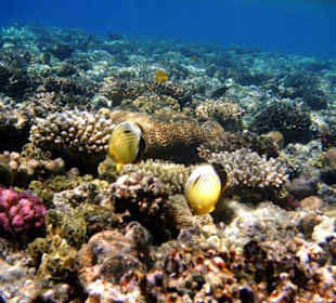 Traumhafte Unterwasserwelt