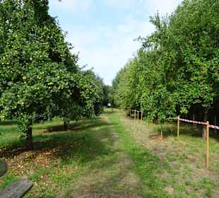Rundgang durch das Arboretum in Wildeshausen