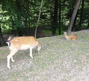 Wildpark Gersfeld