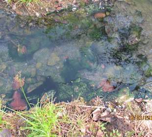 Heiße Quellen in Doi Saket