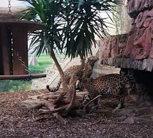 Zoo Salzburg 
