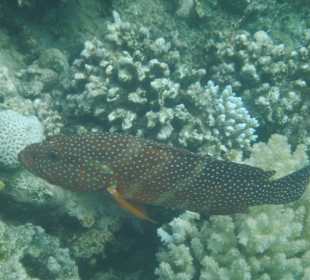 Juwelenzackenbarsch. Hotel Prima Life Makadi Bay