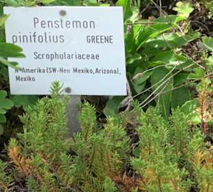 Alpinum