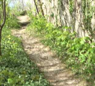 Wallersteiner Felsen