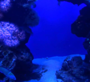 Palma Aquarium