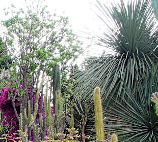 Jardin dÉxotique - Monaco