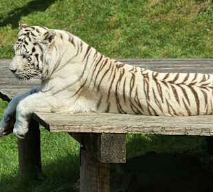 Kameltheater & Weißer Hof