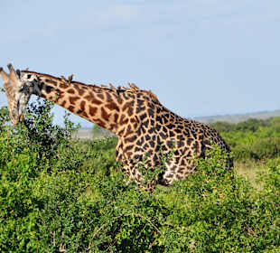 Giraffe im Amboseli