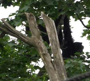 Tierpark Hellabrunn - Welt der Affen