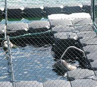 Seehund beim Taining