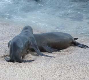 Viele Seelöwen teilweise mit Jungtieren