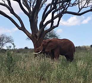 Julius Tact / JT Safaris