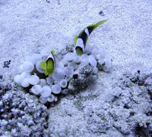 Nurkowanie w Sharm el Sheikh - podwodne życie