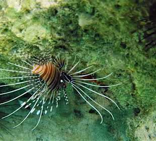 Schnorcheln Matemwe Beach