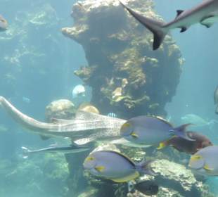 Im Aquarium unterwegs