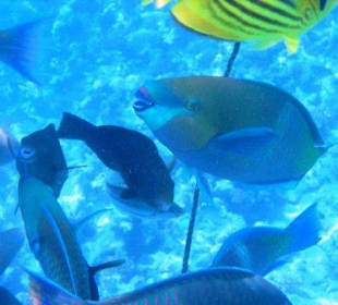 Die Fische in 70 cm Wassertiefe