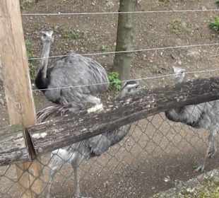 Südamerikabereich - Nandu