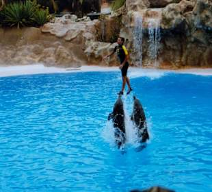 Delfinshow Loro Parque