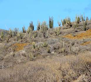 Vegetation des Nationalparks