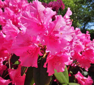 Eindrücke vom Spaziergang durch den Stadtpark