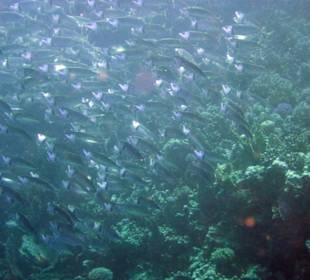 Fischschwarm in Sharm el Naga