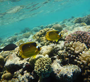 Hausriff, direkt am Hotel