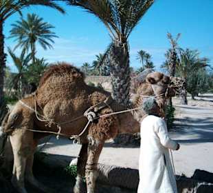 Vorführung mit Kamel in Djerba Explore Parc