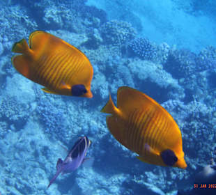 Schnorcheln Marsa Alam
