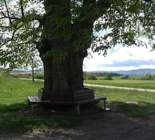 Naturdenkmal Klafertlinde