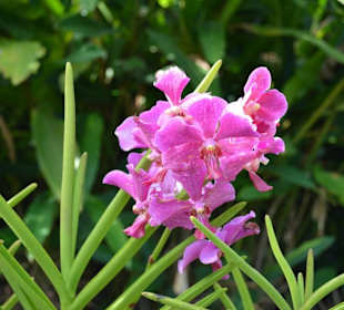 Orchideen Garten 