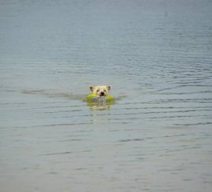 Strand von Bibione 06-2010