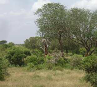 Tsavo Ost