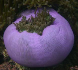 Anemone