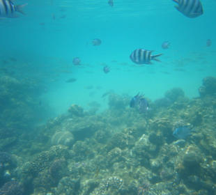 Fische und Korallen