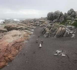Pinguine unterwegs