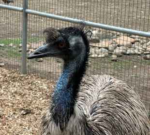 Featherdale Wildlife Park